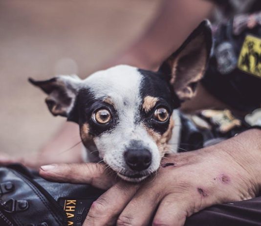 Tips for Maintaining a Healthy Coat in Your Puppy