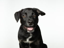 How to Train Your Puppy for a Lifetime of Good Behavior