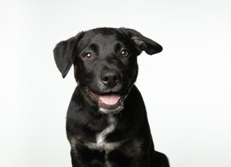 How to Train Your Puppy for a Lifetime of Good Behavior