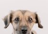 The Best Puppy Training Tips for First Time Owners