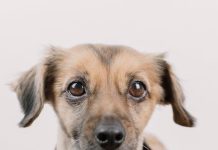 The Best Puppy Training Tips for First Time Owners