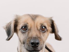 The Best Puppy Training Tips for First Time Owners