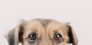 The Best Puppy Training Tips for First Time Owners