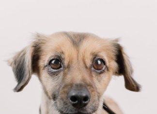 The Best Puppy Training Tips for First Time Owners