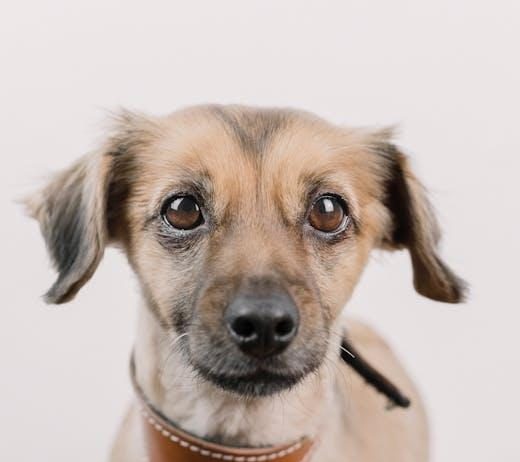 The Best Puppy Training Tips for First Time Owners