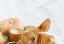 The Science Behind Puppy Food Nutrition