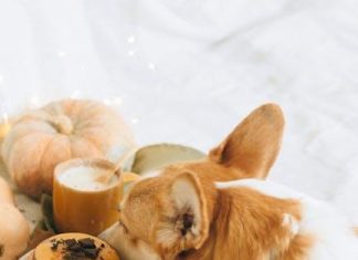 The Science Behind Puppy Food Nutrition