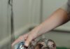 Best Ways to Bathe Your Puppy Without Stress