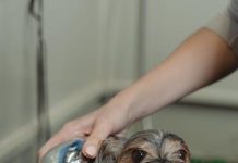 Best Ways to Bathe Your Puppy Without Stress