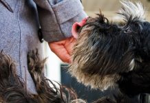 How to Use Clicker Training for Effective Puppy Training