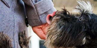 How to Use Clicker Training for Effective Puppy Training