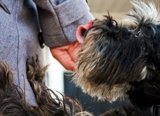 How to Use Clicker Training for Effective Puppy Training