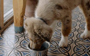 Puppy Feeding Tips for This Years Active Dogs