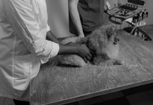 Essential Puppy Health Checkups Every Pet Needs