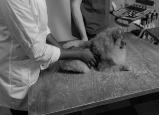 Essential Puppy Health Checkups Every Pet Needs