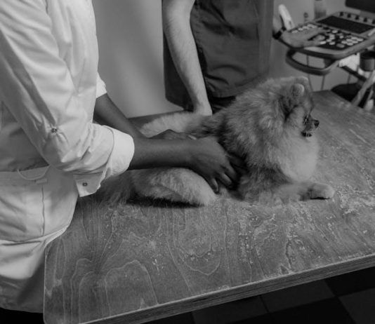 Essential Puppy Health Checkups Every Pet Needs