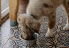 Puppy Feeding Tips for Strong Bones and Muscles