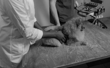 Essential Puppy Health Care Tips for New Pet Owners