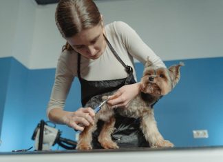 How to Keep Your Puppys Nails Trimmed Without Stress