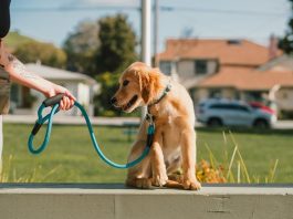 How to Train Your Puppy to Stop Chasing Cats