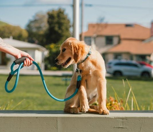 Best Puppy Training Techniques to Prevent Separation Anxiety