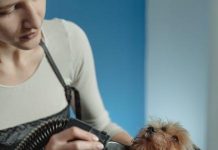 How to Groom Your Puppy for a Shiny Coat