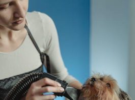 How to Groom Your Puppy for a Shiny Coat