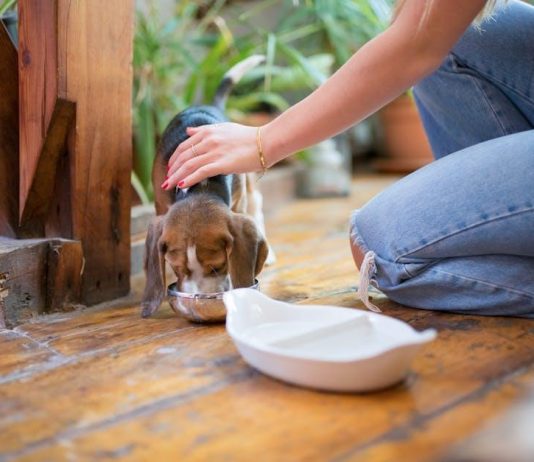 Puppy Feeding Schedule: How to Ensure Balanced Nutrition