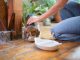 Puppy Feeding Schedule: How to Ensure Balanced Nutrition