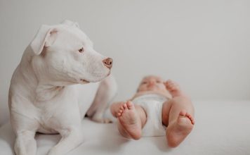 How to Keep Your Puppys Teeth and Gums Healthy