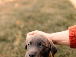 Tips for Training Your Puppy to Be Calm in Public Spaces