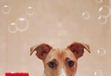 The Best Puppy Shampoos for Sensitive Skin This Year