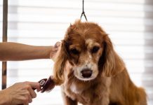 How to Properly Brush Your Puppys Coat This Year