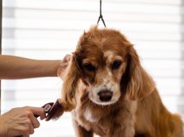 How to Properly Brush Your Puppys Coat This Year