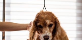 How to Properly Brush Your Puppys Coat This Year