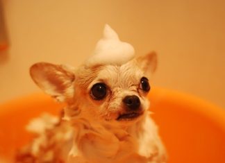 The Best Puppy Shampoos for Sensitive Skin