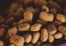 How to Plan Balanced Meals for Your Growing Puppy