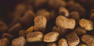 How to Plan Balanced Meals for Your Growing Puppy