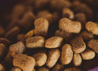 How to Plan Balanced Meals for Your Growing Puppy
