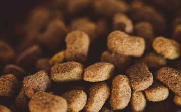 How to Plan Balanced Meals for Your Growing Puppy