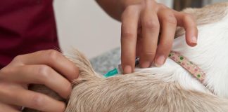 Puppy Vaccination Schedule: What You Need to Know