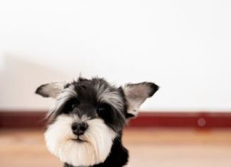 Best Ways to Prevent Flea Infestations in Puppies