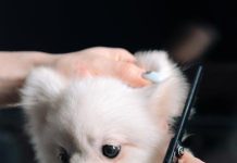 Best Ways to Groom Your Puppy for a Healthy Skin