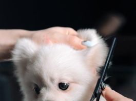 Best Ways to Groom Your Puppy for a Healthy Skin