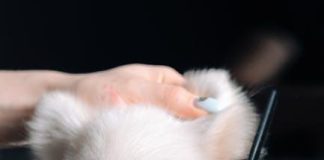 Best Ways to Groom Your Puppy for a Healthy Skin