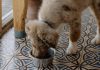How to Adjust Your Puppys Feeding as They Grow