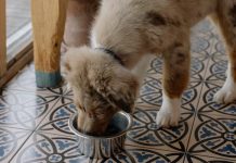 How to Adjust Your Puppys Feeding as They Grow