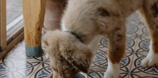 How to Adjust Your Puppys Feeding as They Grow