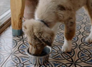 How to Adjust Your Puppys Feeding as They Grow