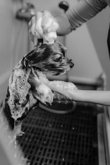 Shampoos and Conditioners: Finding the Perfect Match for Your Pup